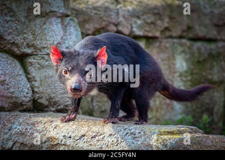 Porträt des furious Tasmanian Devil . Die größten fleischfressenden Beuteltiere der Welt Stockfoto