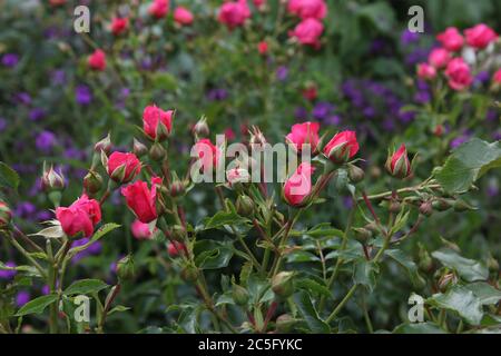 Rosa Rosen, rosa Rosenknospen auf einer Wiese. Stockfoto