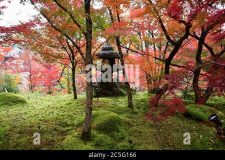 Portrait einer typischen japanischen Steinlaterne am Eikando Tempel in Kyoto, mit roten und gelben Ahornblättern Stockfoto