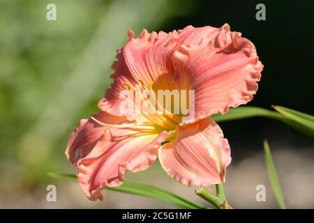 Nahaufnahme von blühenden rosa und gelben Taglilienblüten mit Staubgefäßen und Knospen Stockfoto