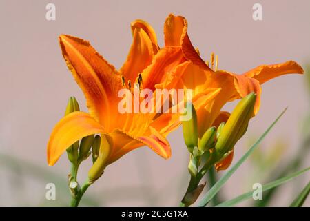 Nahaufnahme von blühenden orangen Taglilienblüten mit Staubgefäßen und Knospen Stockfoto