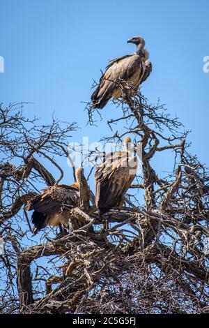 Martial Eagle (Polemaetus bellicosus) in Kgalagadi, Südafrika Stockfoto