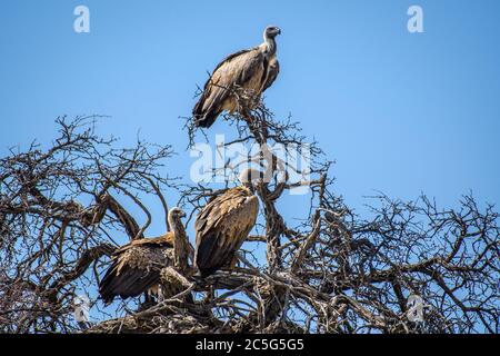 Martial Eagle (Polemaetus bellicosus) in Kgalagadi, Südafrika Stockfoto