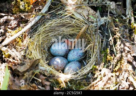 Dunkeläugige junco brüten mit vier Eiern, umgeben von Blättern und Moos Stockfoto