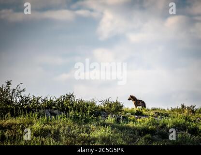 Gefleckte Hyena (Crocuta crocuta) in Kgalagadi, Südafrika Stockfoto