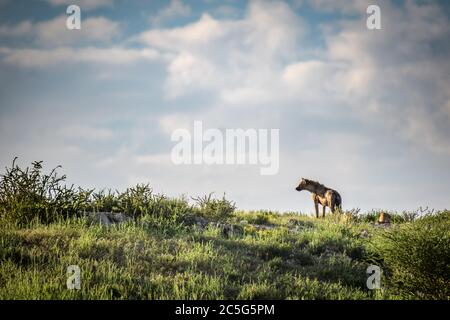 Gefleckte Hyena (Crocuta crocuta) in Kgalagadi, Südafrika Stockfoto