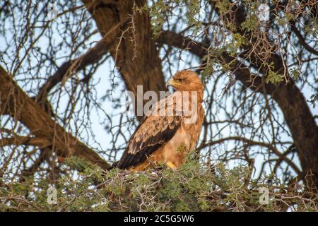 Steppenadler (Aquila nipalensis) in Kgalagadi, Südafrika Stockfoto