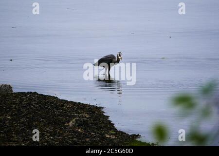 Action-Schuss von großen blauen Reiher kurz nach dem Fang eines Fisches, hat Vogel den Fisch in seinem Schnabel Stockfoto