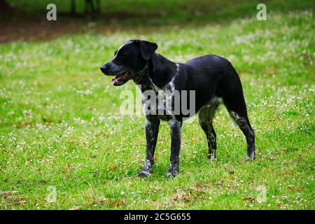 Schwarz-weißer Hund stand auf einem Feld mit Gänseblümchen, die Zunge des Hundes hängt heraus Stockfoto