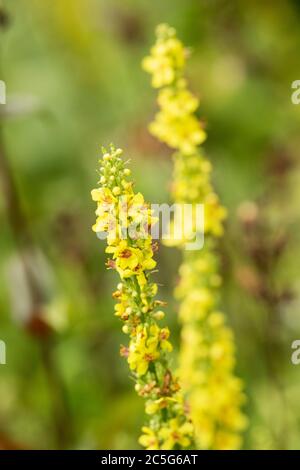 Dunkle Königskerze (Verbascum nigrum) oder schwarze Königskerze, die in Trockengebieten in Europa und dem Mittelmeer beheimatet ist, in einem Sommergarten in Massachusetts. Stockfoto