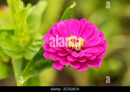 Eine leuchtend rosa peruanische Zinnia (Zinnia peruviana) wächst in einem Sommergarten in Boylston, Massachusetts. Stockfoto