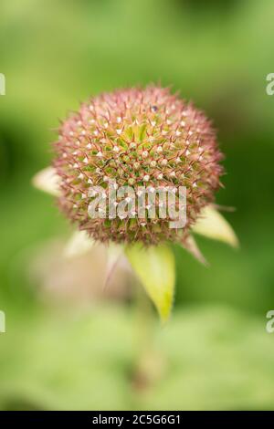 Eine östliche Balsamschote (Monarda bradburiana) in einem Sommergarten. Auch bekannt als Bradbury's Beebalm und heimisch im Mississippi Valley. Stockfoto