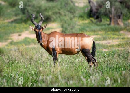 Red Hartebeest (Alcelaphus buselaphus caama) Kgalagadi, Südafrika Stockfoto