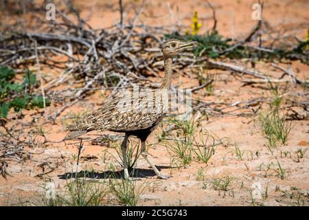 Gefleckter Dickknievogel (Burhinus capensis) in Kgalagadi, Südafrika Stockfoto