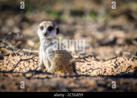 Erdmännchen in der Kalahari Wüste, Namibia Stockfoto