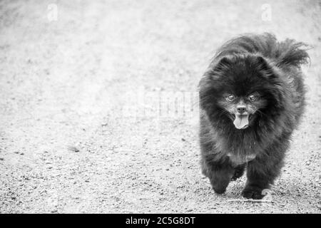 Ein schwarzer pommerischer Hund, der auf einem Feldweg läuft Stockfoto