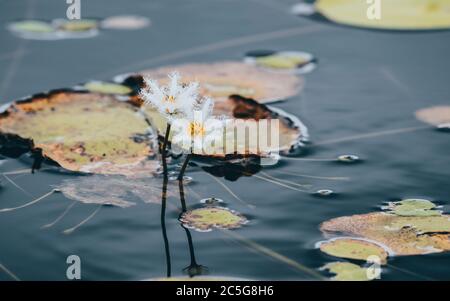 Nymphoides Wasserblühende Pflanzen auch bekannt als kumudu Blumen in Hiyare Reservoir Stockfoto
