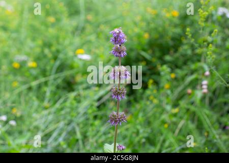 Lila blühender Fliedersalbei, Salvia verticillata, gekräuselte Klare oder Quirlblättige Salbei Stockfoto