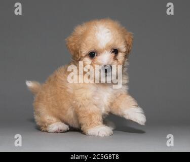 Porträt eines Fuzzy Yellow Bichon Frise Welpen Hund Stockfoto