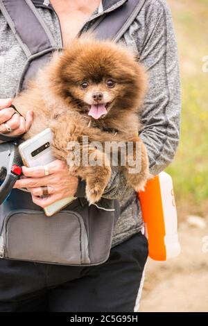 Ein Tierporträt eines pommerschen Hundes. Eine beliebte Hunderasse in den Vereinigten Staaten. Stockfoto