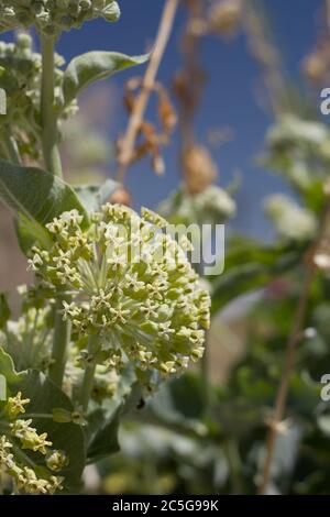 Doldenblüte auf Wüstenmilchkraut, Asclepias Erosa, Apocynaceae, native Mehrjährige in den Rändern der Twentynine Palms, Southern Mojave Desert, Frühling. Stockfoto