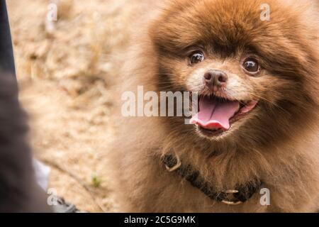 Ein Tierporträt eines pommerschen Hundes. Eine beliebte Hunderasse in den Vereinigten Staaten. Stockfoto