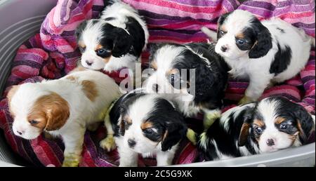 Wolfshain Bei Leipzig, Deutschland. Juni 2020. Der rund sechs Wochen alte Cavalier King Charles Spaniel Felek, Mogli, Felix, Fitz, Fedik und Fay von der Züchterin Dagmar Döbel sitzen während der Fotosession in ihrem Korb und warten auf ihre Hundemutter Odile. Die Hundewelpen aus dem Zwinger 'vom grauen Granit' werden bereits von ihren zukünftigen Herrinnen und Meistern erwartet. Die anerkannte englische Hunderasse verdankt ihren Namen den königlichen Häusern Englands und war dort im 16. Jahrhundert besonders beliebt. Quelle: Waltraud Grubitzsch/dpa-Zentralbild/ZB/dpa/Alamy Live News Stockfoto