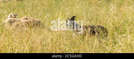 Ein Border Collie Hirte halten die Bettwäsche in einem Feld Stockfoto