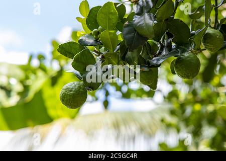 Nahaufnahme frischer Bergamotte auf dem Baum im Garten. Stockfoto