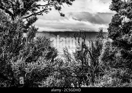 Ein Blick durch die Bäume über das Owen's Valley am Red Mountain Creek. Stockfoto
