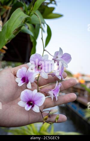 Die Handflächen greifen einen Zweig der Cattleya Orchidee. Viele mit lila und weiß gemischt, ist eine asiatische Art in einem ländlichen Bauernhof in Thailand. Stockfoto