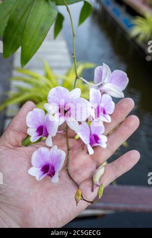 Die Handflächen greifen einen Zweig der Cattleya Orchidee. Viele mit lila und weiß gemischt, ist eine asiatische Art in einem ländlichen Bauernhof in Thailand. Stockfoto