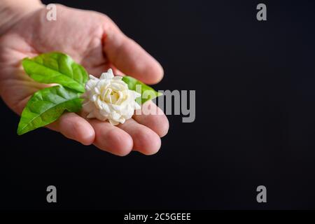 Jasminblüten auf der Hand einer Frau auf schwarzem Hintergrund in dem Konzept der Jasmin zum Muttertag in Thailand am 12. August überhaupt gegeben Stockfoto