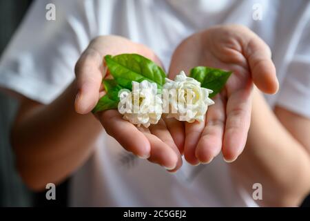Zwei Jasminblüten auf die Hand einer Frau gelegt Konzept der Jasmin zum Muttertag in Thailand am 12. August jedes Jahres zu geben. Stockfoto