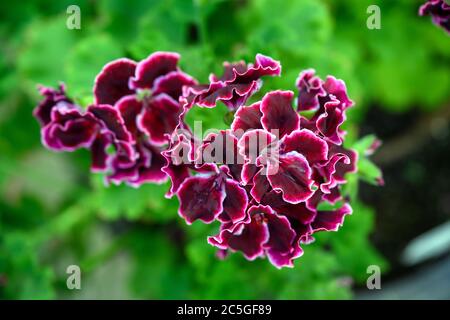 Geranium der wissenschaftliche Name ist Pelargonium x hortorum L.H.Bail. Dunkelviolette Blütenblätter und weiße Blütenränder auf einem unscharfen grünen Hintergrund. Stockfoto