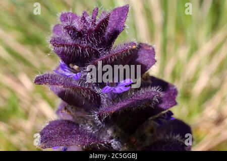 Ajuga pyramidalis, pyramidale Bugle. Wildpflanze im Sommer erschossen. Stockfoto