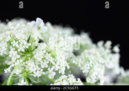 Nahaufnahme von weißen Blumengruppen von Queen Anne's Lace mit selektivem Fokus und schwarzem Hintergrund. Stockfoto