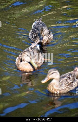 Enten in einem See Stockfoto