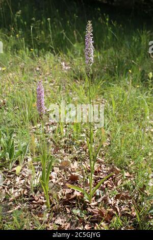 Epipactis microphylla, kleinblättrige Helleborine. Wildpflanze im Sommer erschossen. Stockfoto