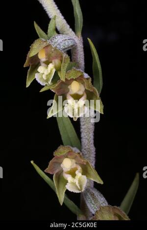 Epipactis microphylla, kleinblättrige Helleborine. Wildpflanze im Sommer erschossen. Stockfoto