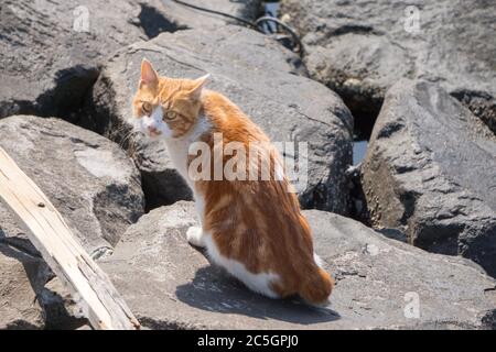 calico Bobtail Katze sitzt auf dem Felsen Stockfoto