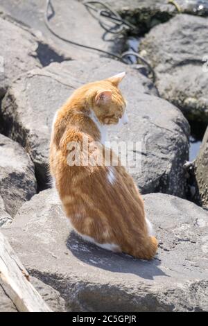 calico Bobtail Katze sitzt auf dem Felsen Stockfoto