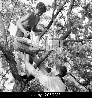 Junge im Baum sammeln Pfirsiche in Korbkorb, um an ältere Mann auf dem Boden übergeben sechziger Jahre ungarn Stockfoto