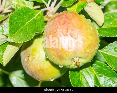 Regentropfen auf unreifen reifenden Früchten des Apfels Malus domestica James Grieve, Nordengland, Großbritannien Stockfoto