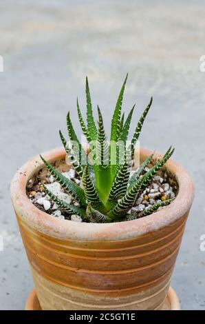 Kleiner Kaktus in kleinem Topf. Stockfoto