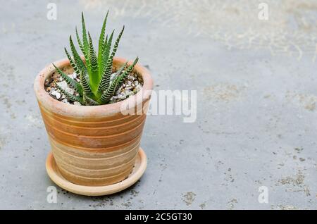 Kleiner Kaktus in kleinem Topf. Stockfoto