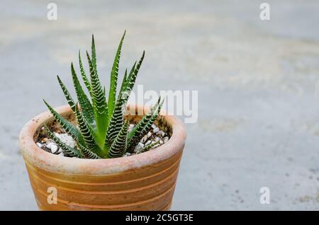 Kleiner Kaktus in kleinem Topf. Stockfoto