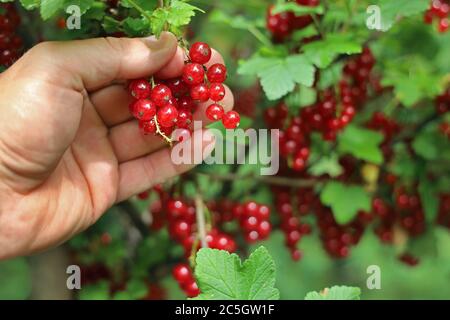 Männliche Hand pflückt frische rote Johannisbeeren aus einem Busch im Sommer, Beeren Hintergrund sammeln Stockfoto