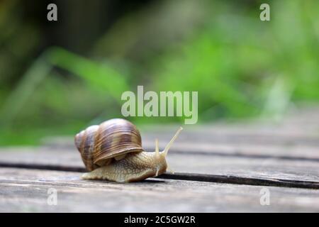 Helix pomatia, römische Schnecke, kriecht nach dem Regen im Garten, Hintergrund mit Kopierraum Stockfoto