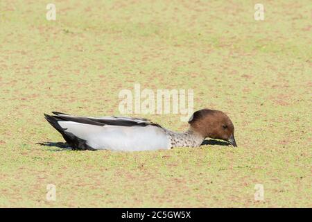 Männliche australische Holzente, Chenonetta jubata, Essen Teichunkräuter. Stockfoto